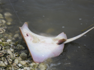 I caught a stingray.