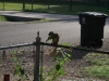 Squirrel outside our house!